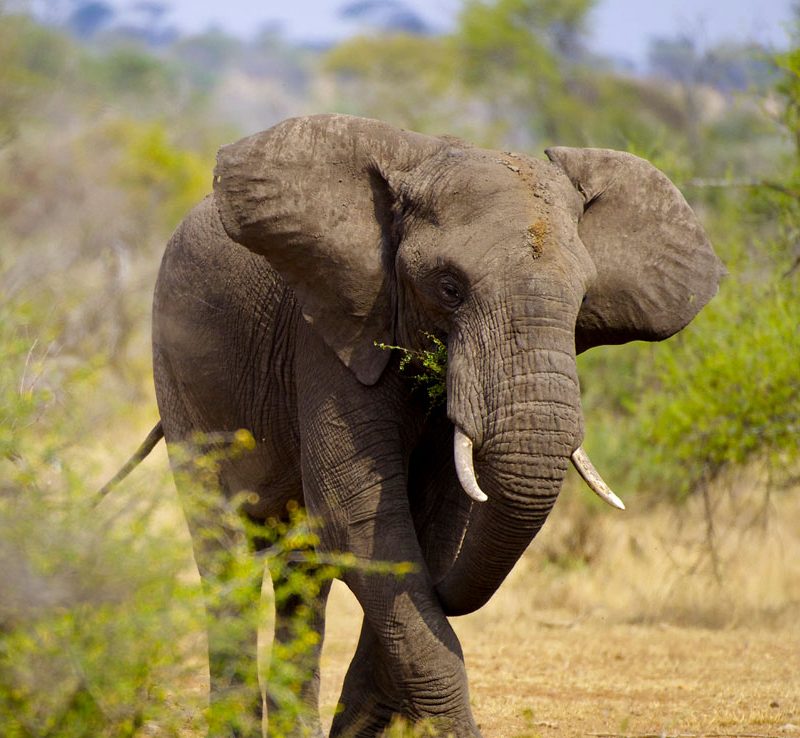 10-day-safari-in-southern-tanzania