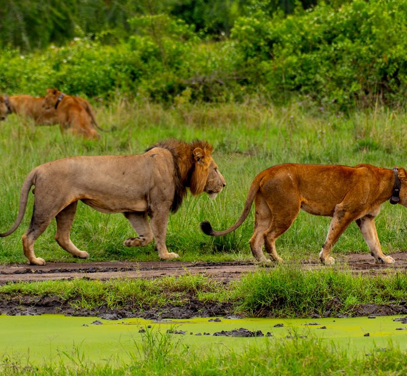 10-day-special-gorillas-chimps-experience-queen-elizabeth-national-park-safari