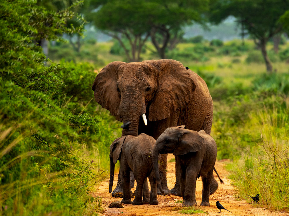Best Locations to view Elephants on African Safari