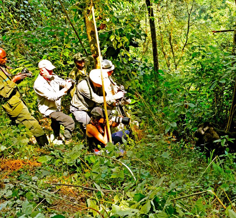 12-days-uganda-primates-gorilla-trekking-wildlife-safari