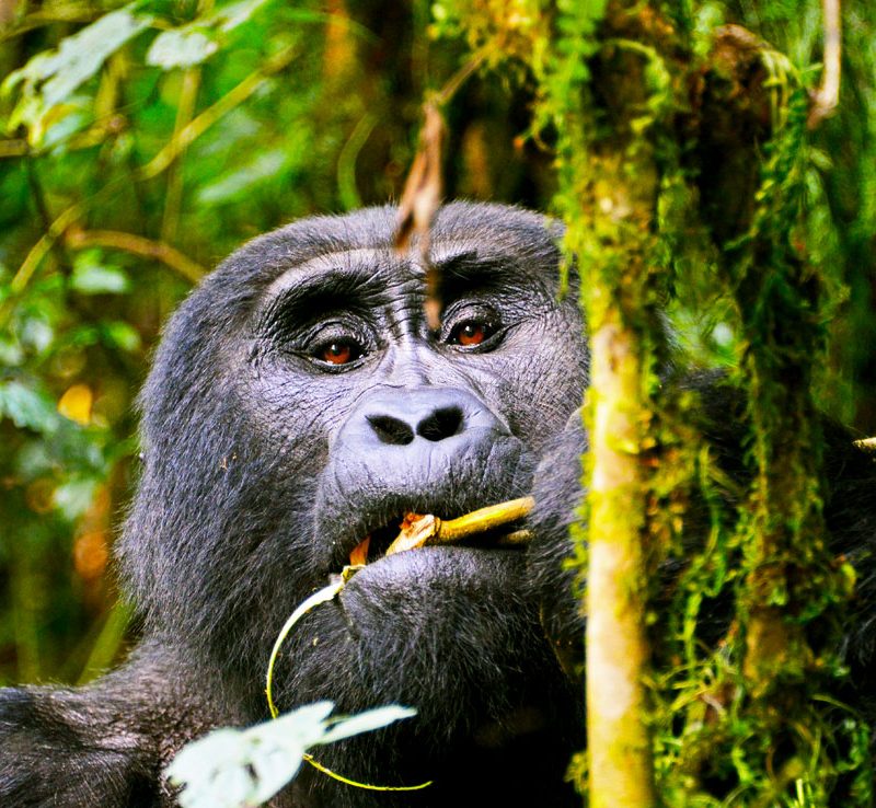 15-days-east-african-adventure-safari
