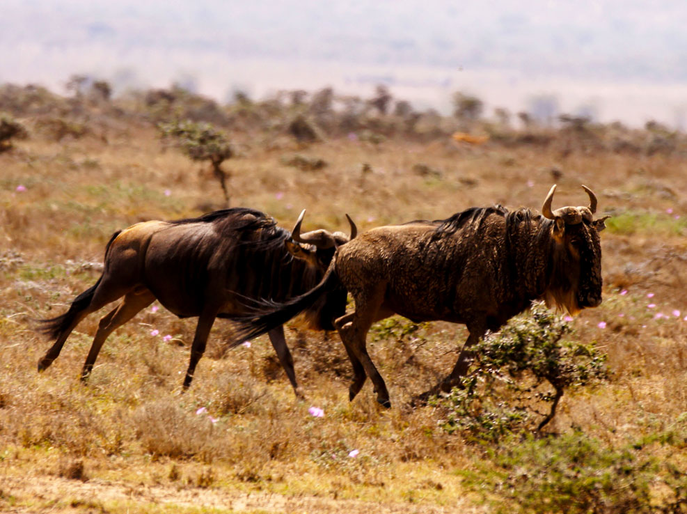 3-days-in-masai-mara-african-safari-adventure