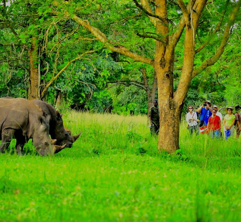 3-days-luxury-big-5-uganda-wildlife-safari