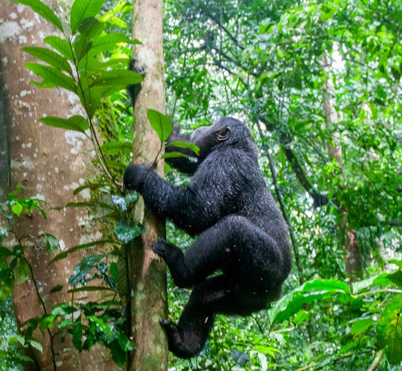 3-days-luxury-gorilla-trekking-safari