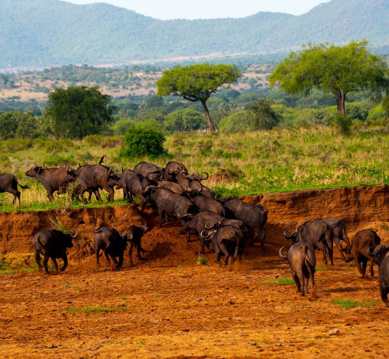 4-days-kidepo-valley-national-park