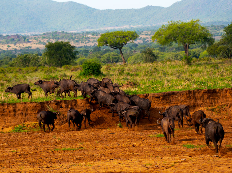 4-days-kidepo-valley-national-park