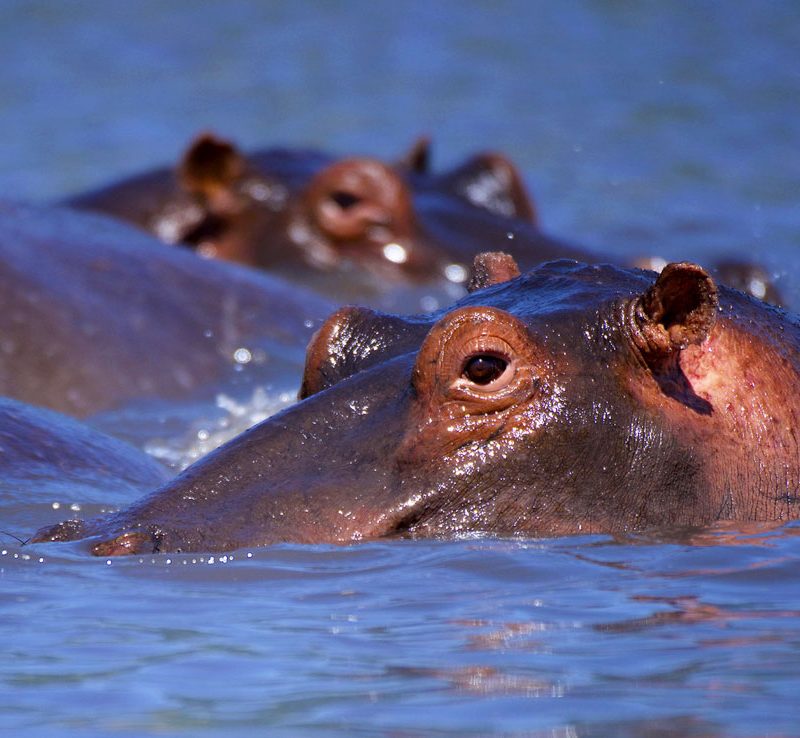 4-days-tanzania-luxury-safari