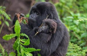 Mother gorilla with her baby gorilla