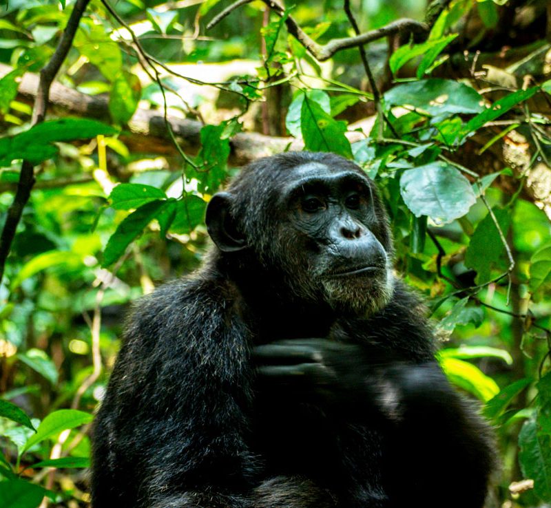 5-days-kibale-chimpanzee-trekking-queen-elizabeth-hot-air-balloon-safari