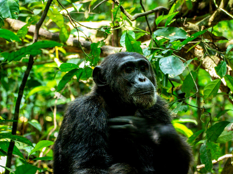 5-days-kibale-chimpanzee-trekking-queen-elizabeth-hot-air-balloon-safari