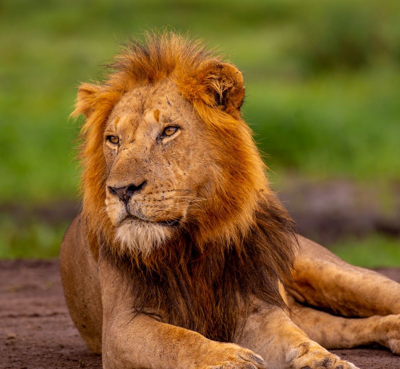 6-days-big-5-safari-in-murchison-falls-national-park