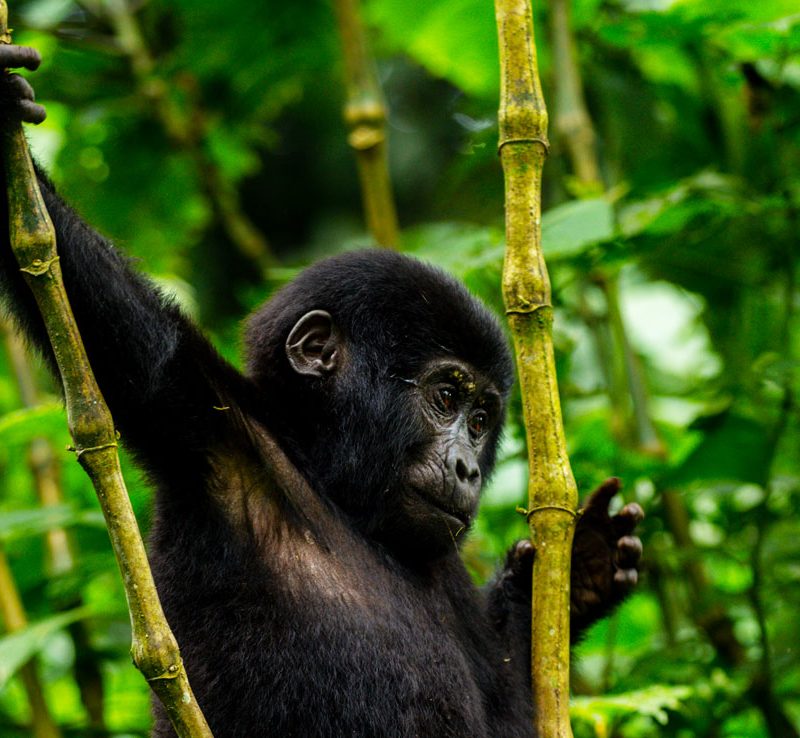 6-days-gorilla-trekking-queen-elizabeth-safari