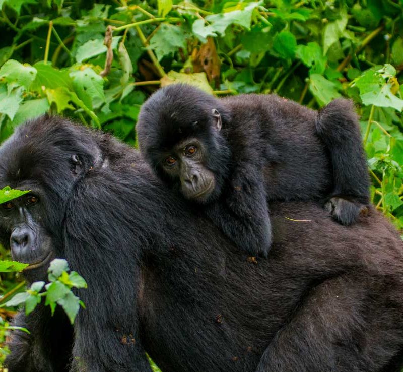 Budget Uganda Safari and Gorilla Sighting - 8 Days
