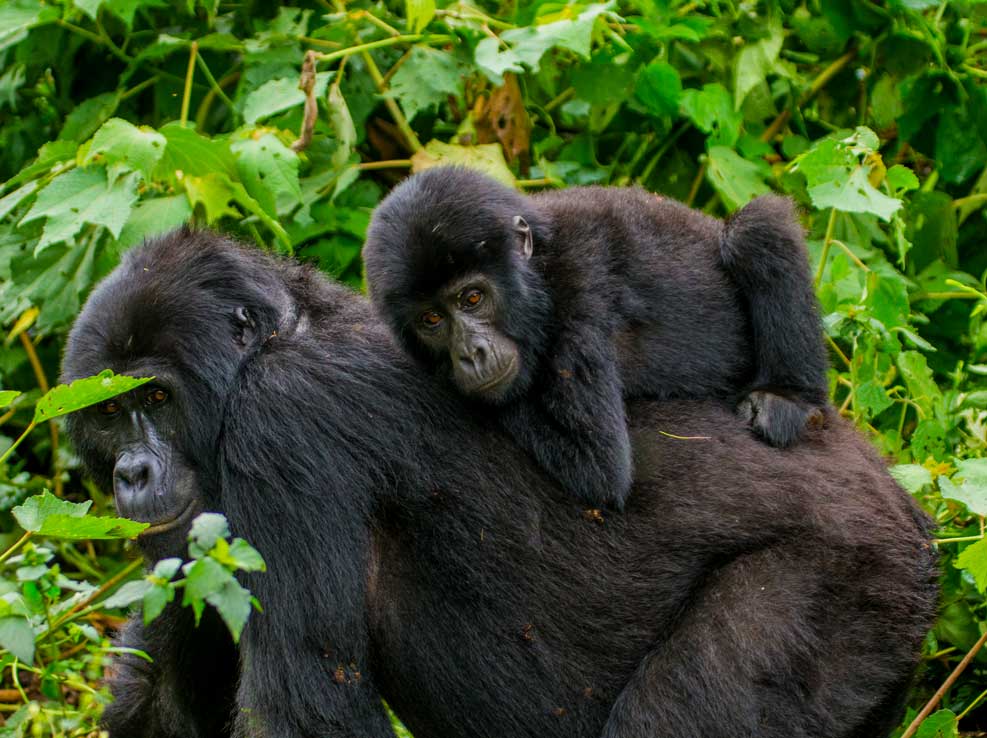 Budget Uganda Safari and Gorilla Sighting - 8 Days