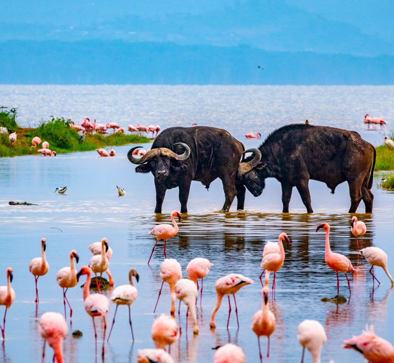 7-days-masai-mara-lake-nakuru-safari