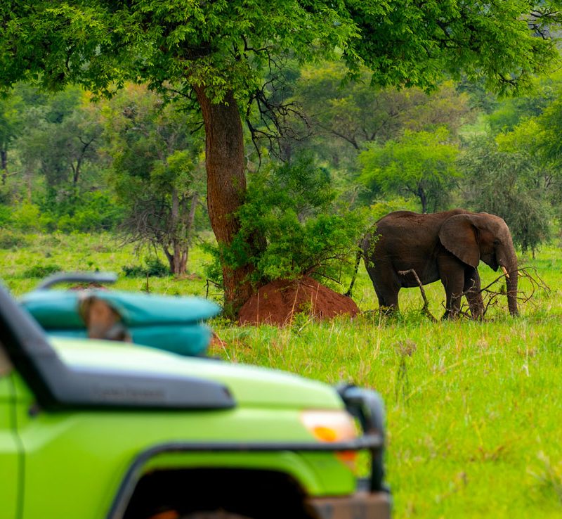 8-days-fly-kidepo-murchison-wildlife-safari