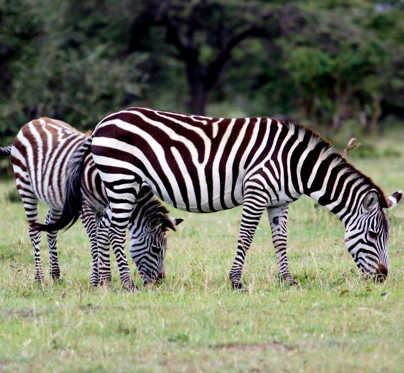 9-day-luxury-big-kenya-safari