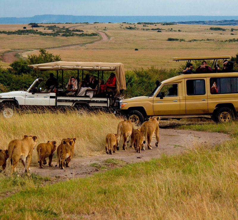 9-days-tanzania-wildlife-safari-adventure