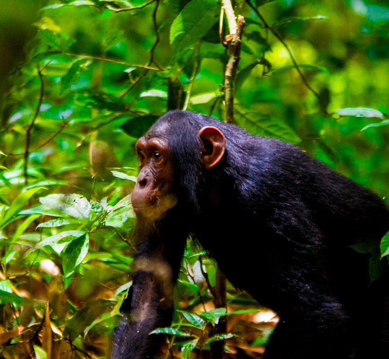 9-days-uganda-primate-trekking-safari