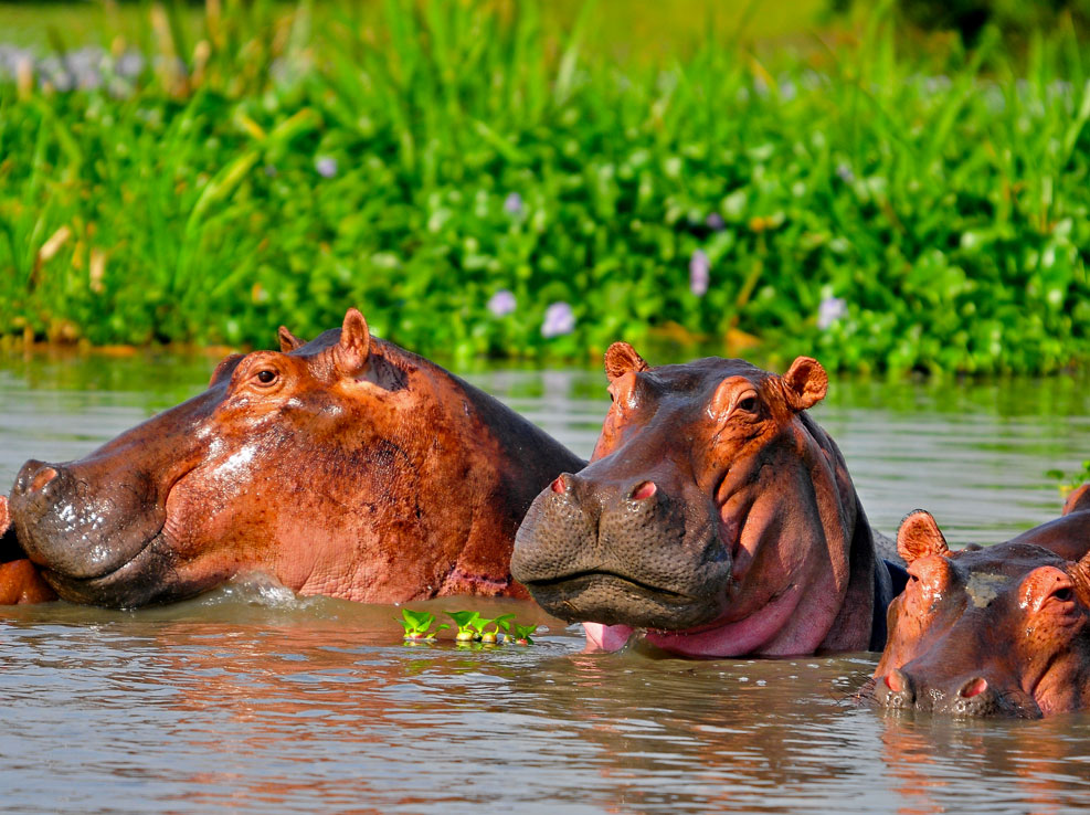 best-time-for-safari-in-east-africa