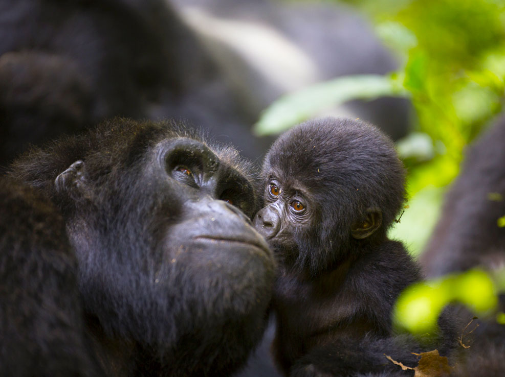 gorilla-safari-in-uganda