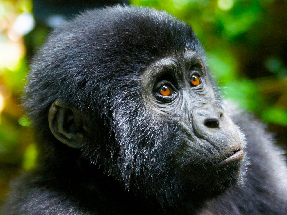 history-of-gorilla-viewing