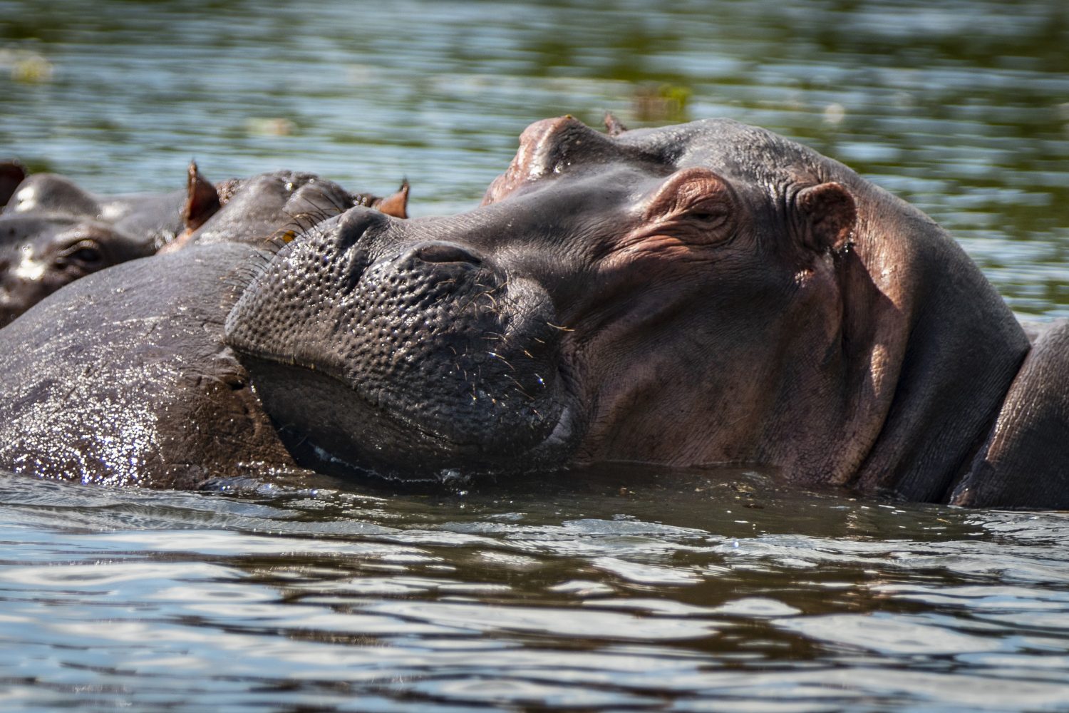 Hippos at Muchison Falls