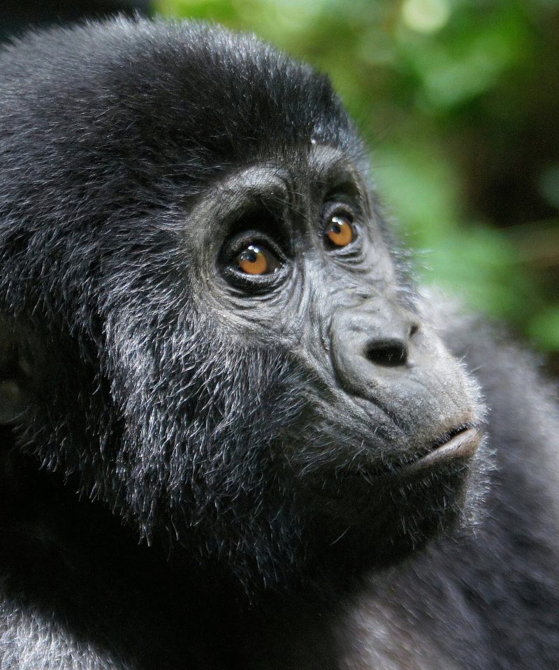 19 days Rwanda Uganda and Burundi Safari
