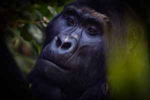 Bwindi impenetrable forest national park