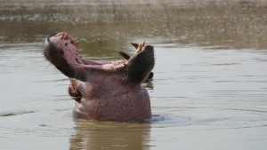 Hippo at Kazinga channel