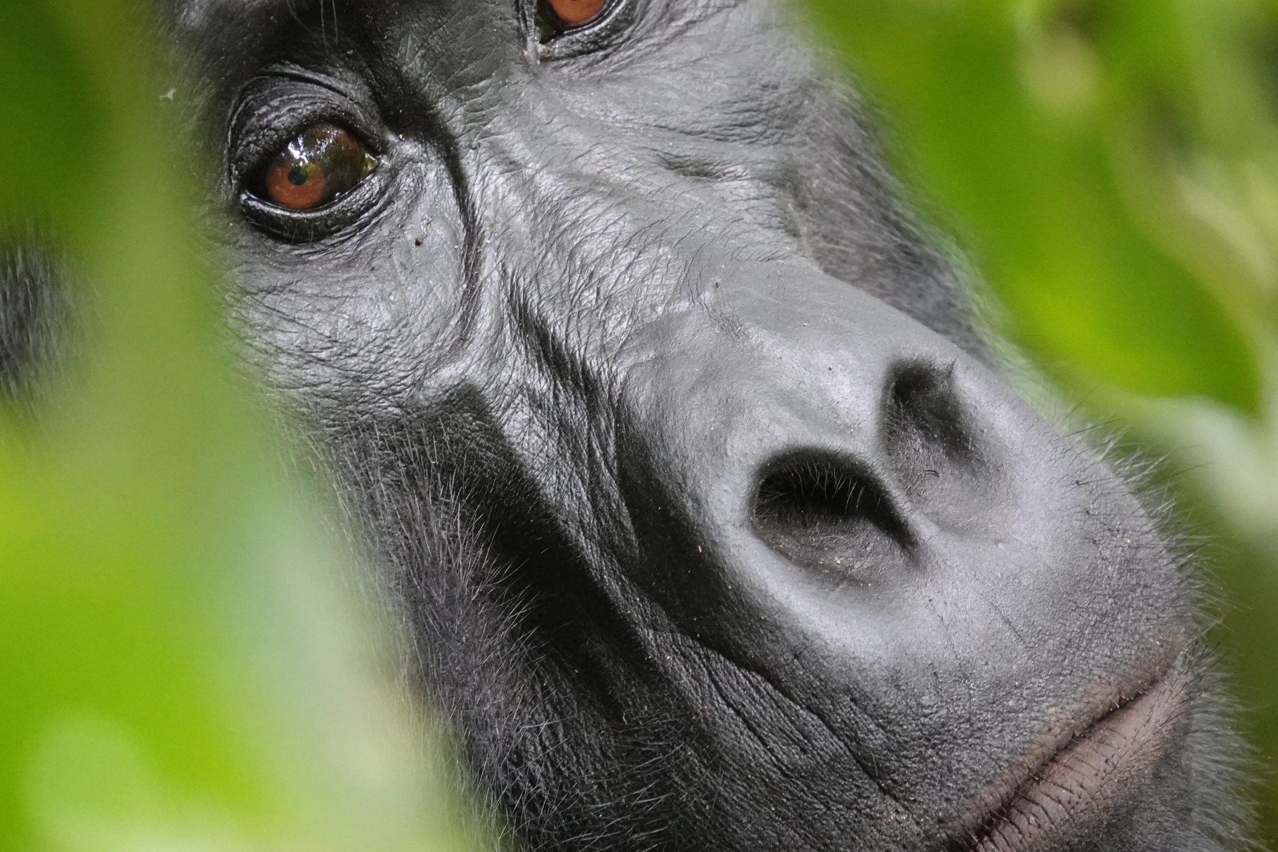 Gorilla Trekking