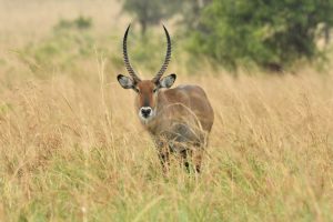 Lake Mburo National Park