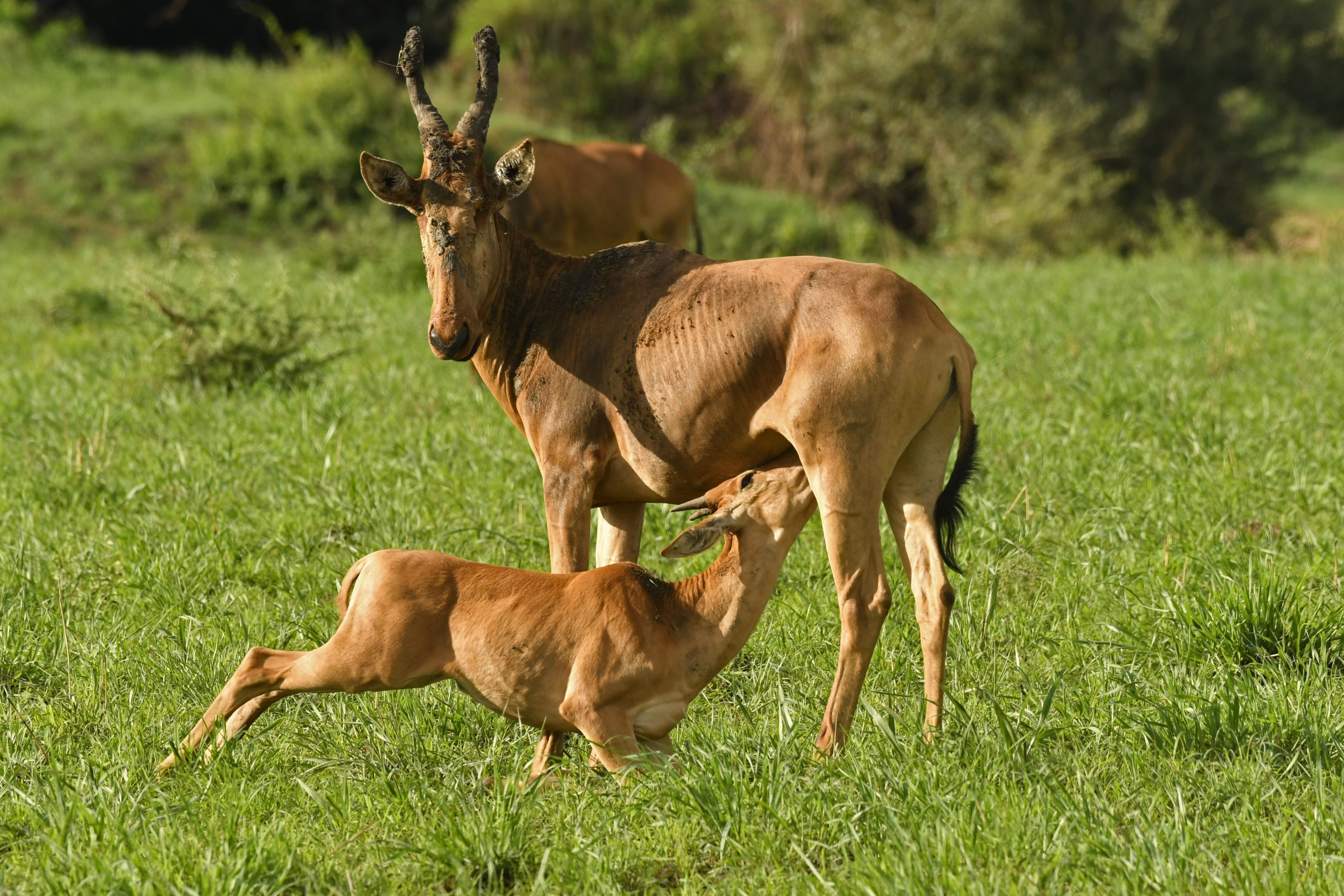 Semliki National Park