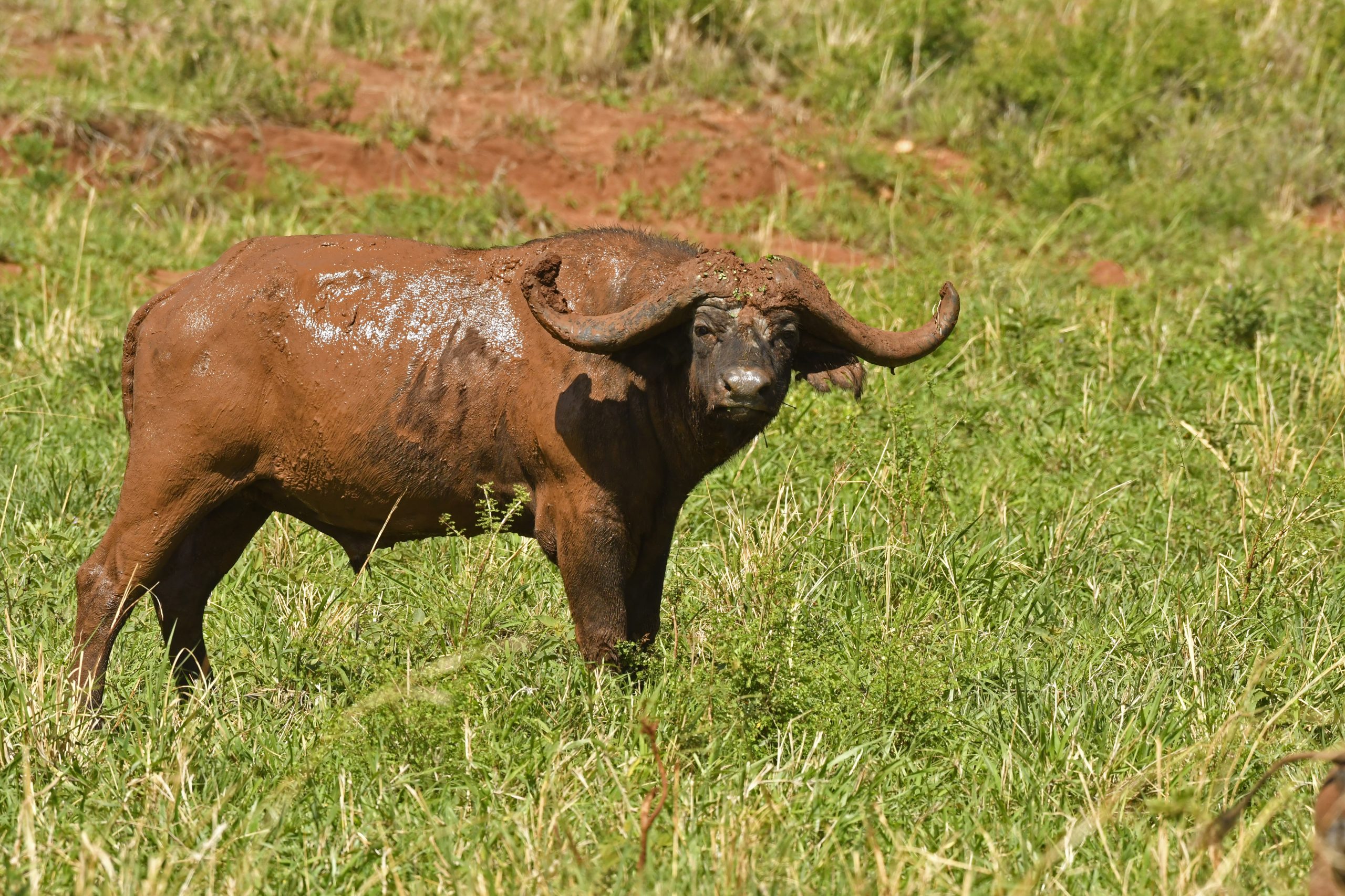 How to get to Queen Elizabeth National park