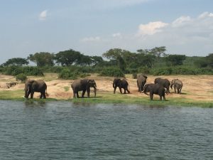 Murchison Falls National Park