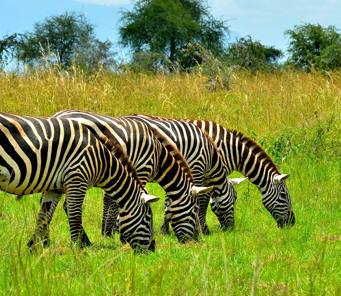 How to get to  Kidepo valley National park
