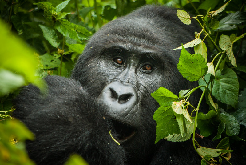 Bwindi impenetrable forest national park