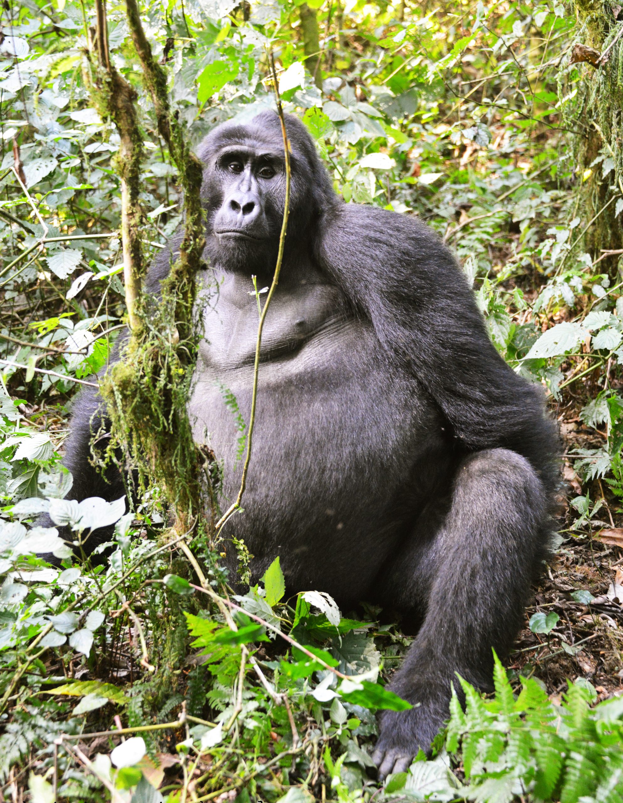 Mgahinga National Park