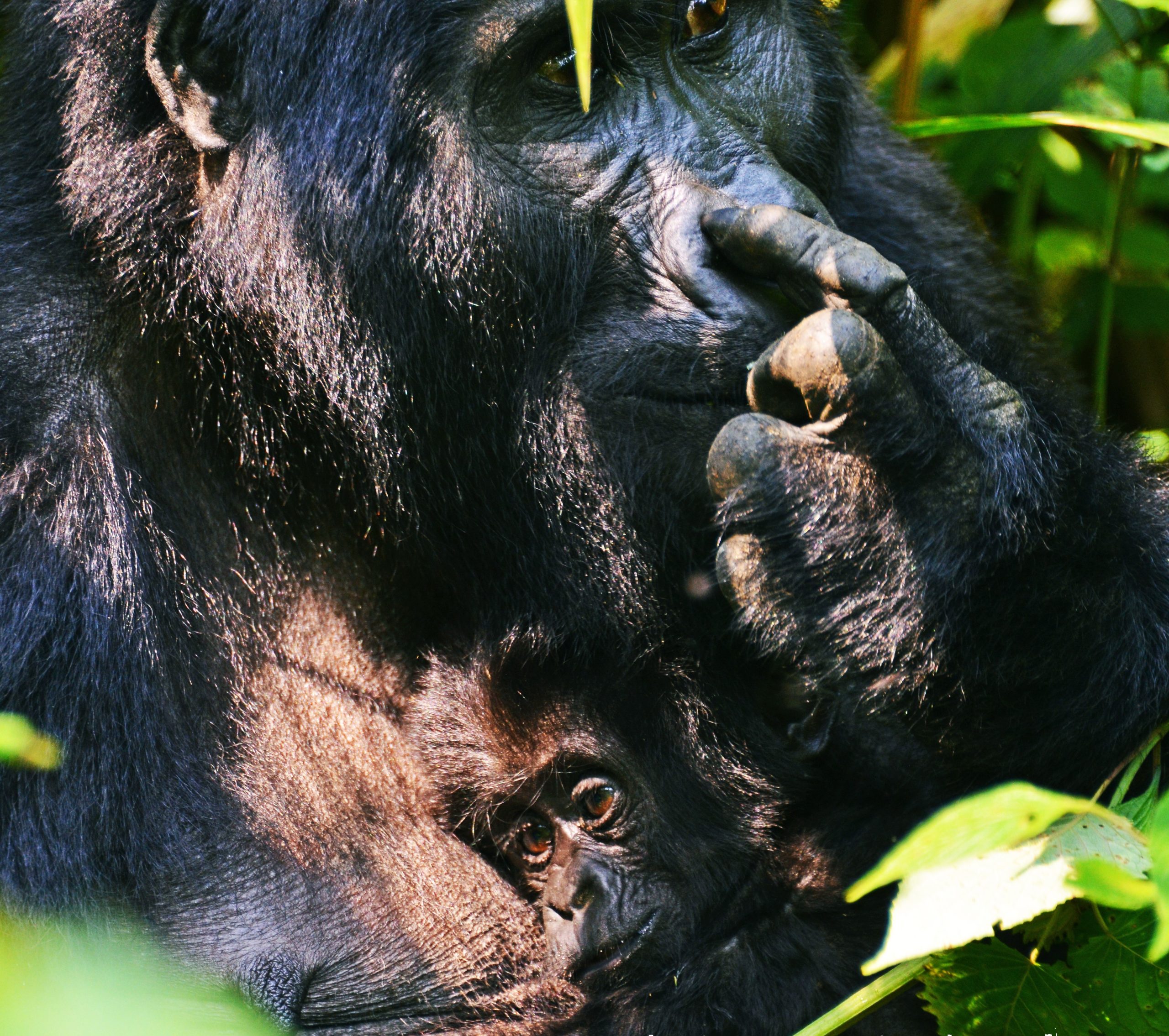 Frequently asked questions about Gorilla trekking