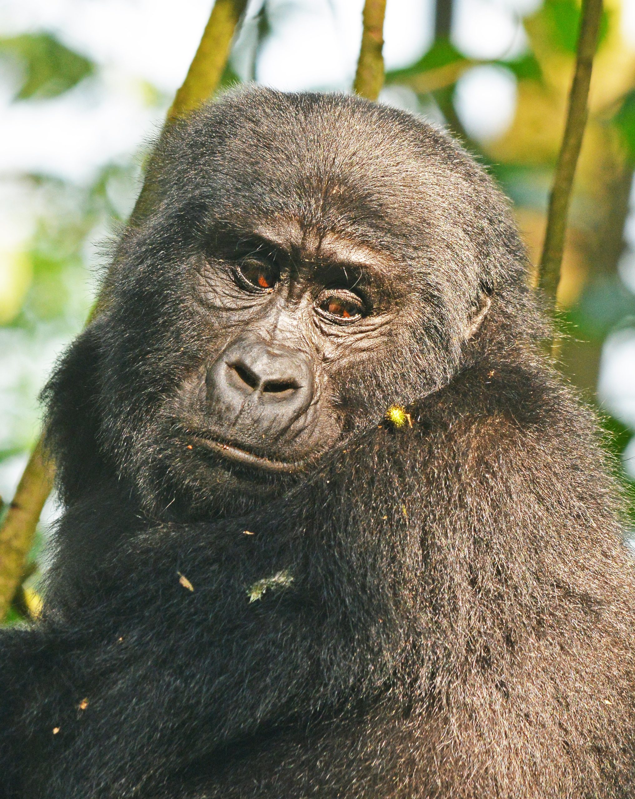 How to get to Bwindi impenetrable forest National park