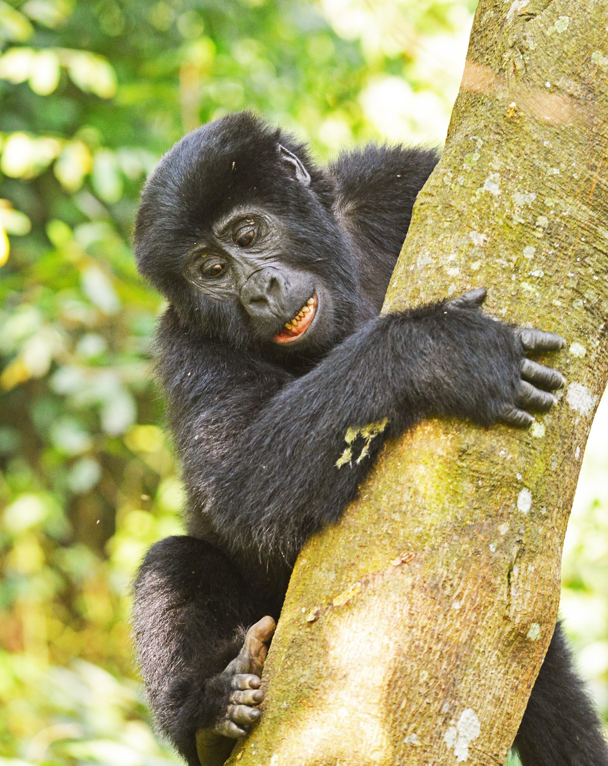 Gorilla Trekking Rules and Guidelines in Uganda