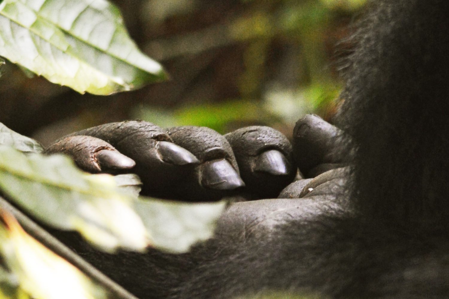 Gorilla trekking in Uganda Vs Rwanda