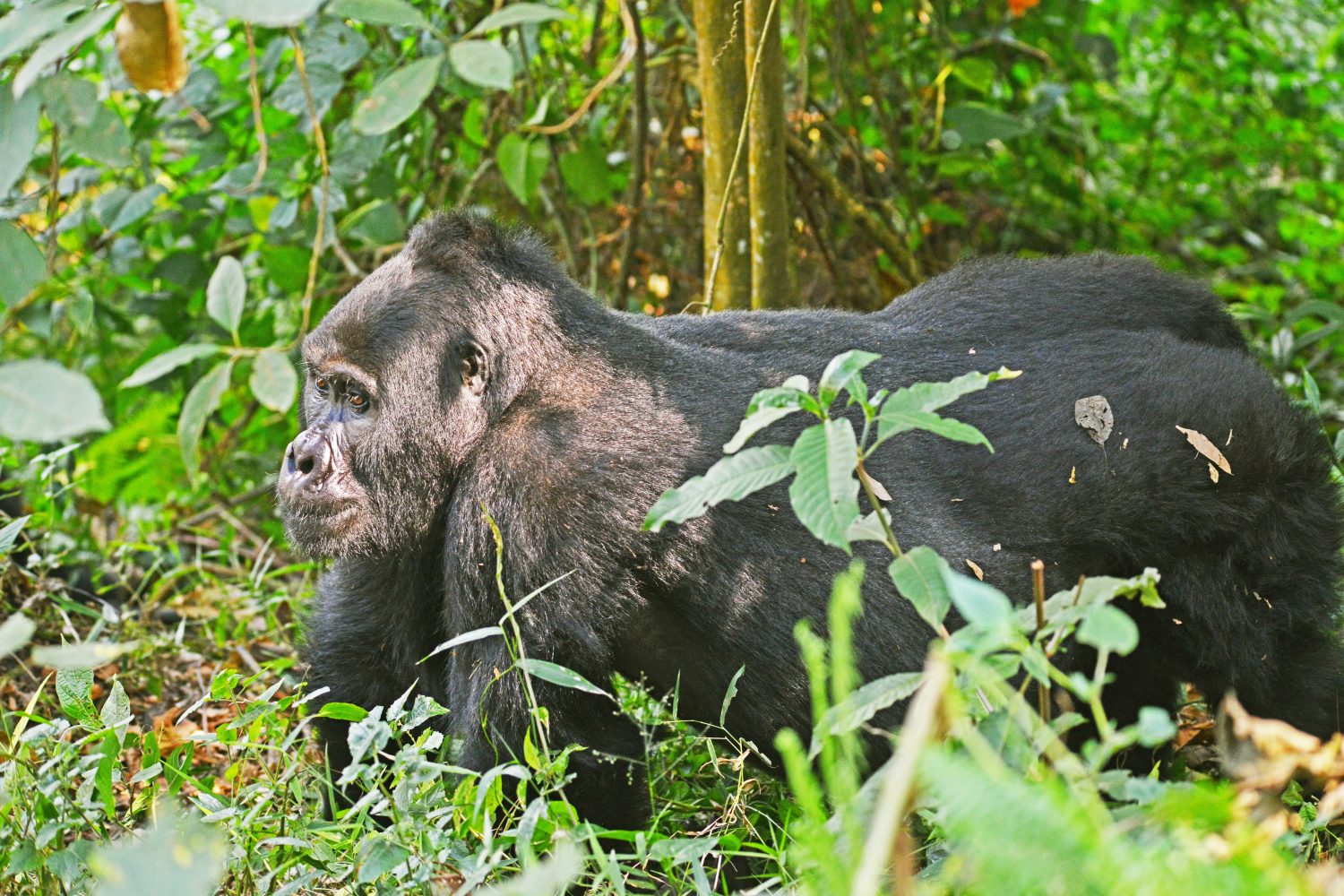 Why come for gorilla trekking in Uganda?