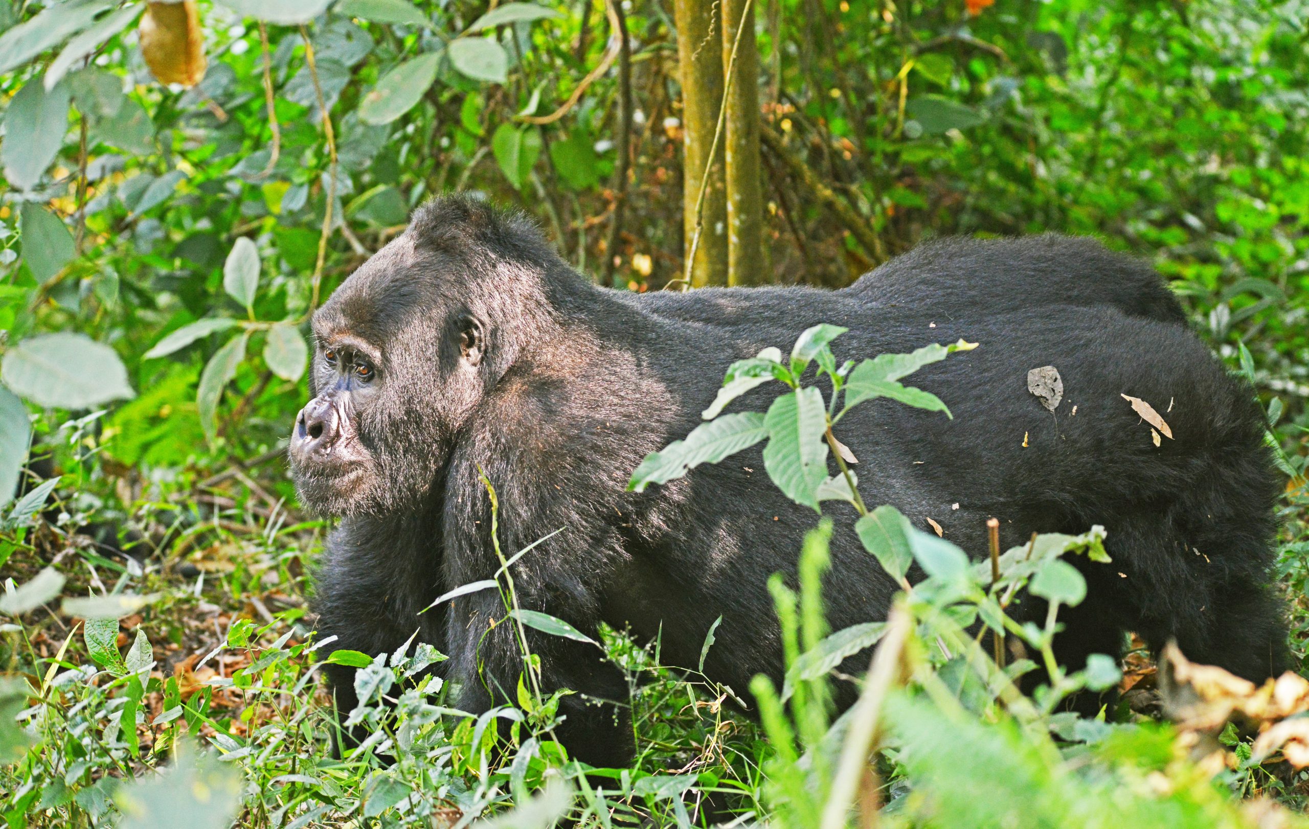 Why come for gorilla trekking in Uganda?