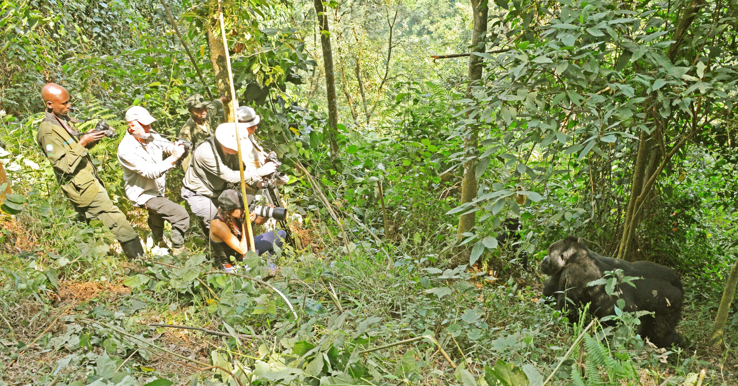 Is Gorilla Trekking in Uganda safe?
