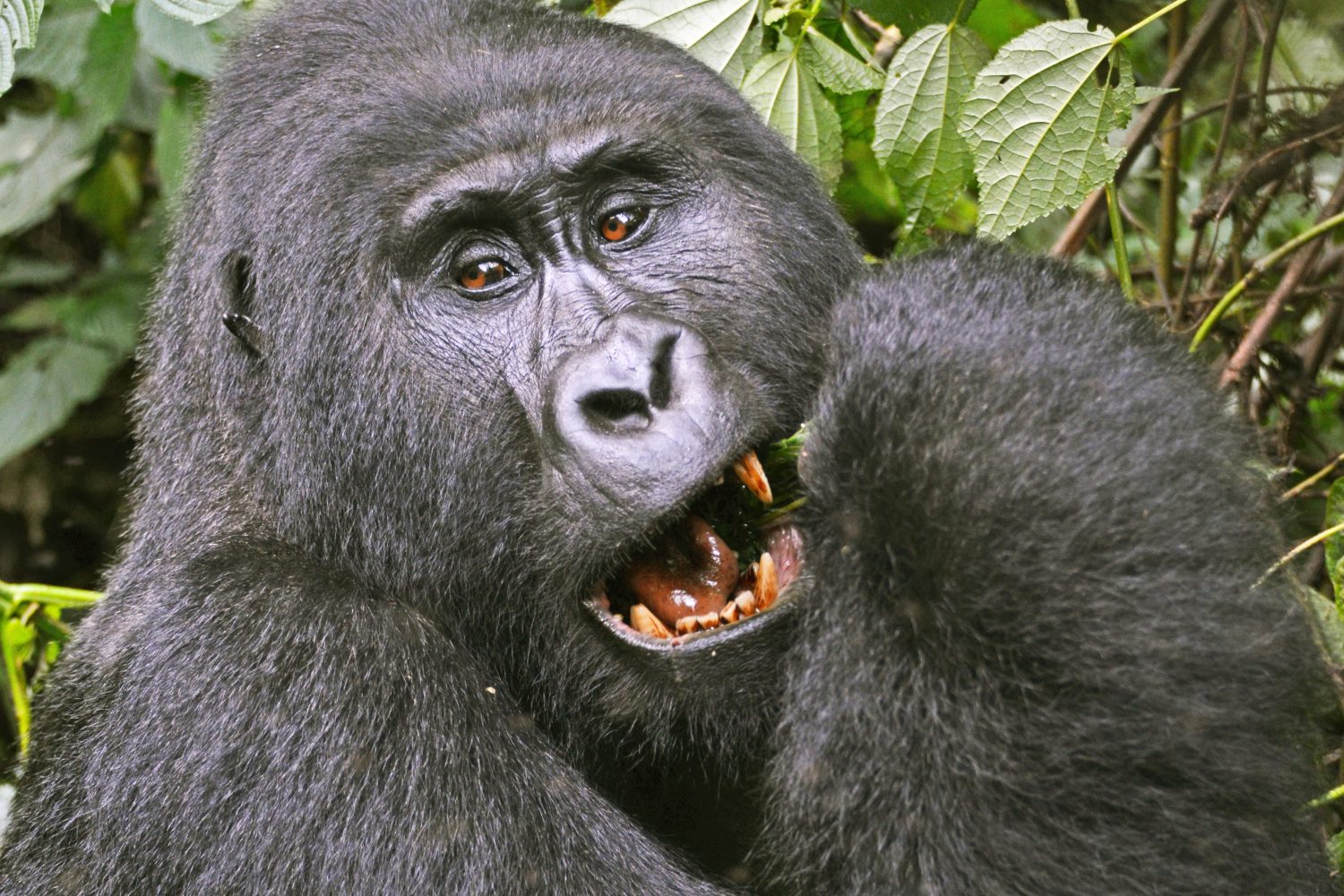 3 Days Gorilla Trekking & Lake Bunyonyi