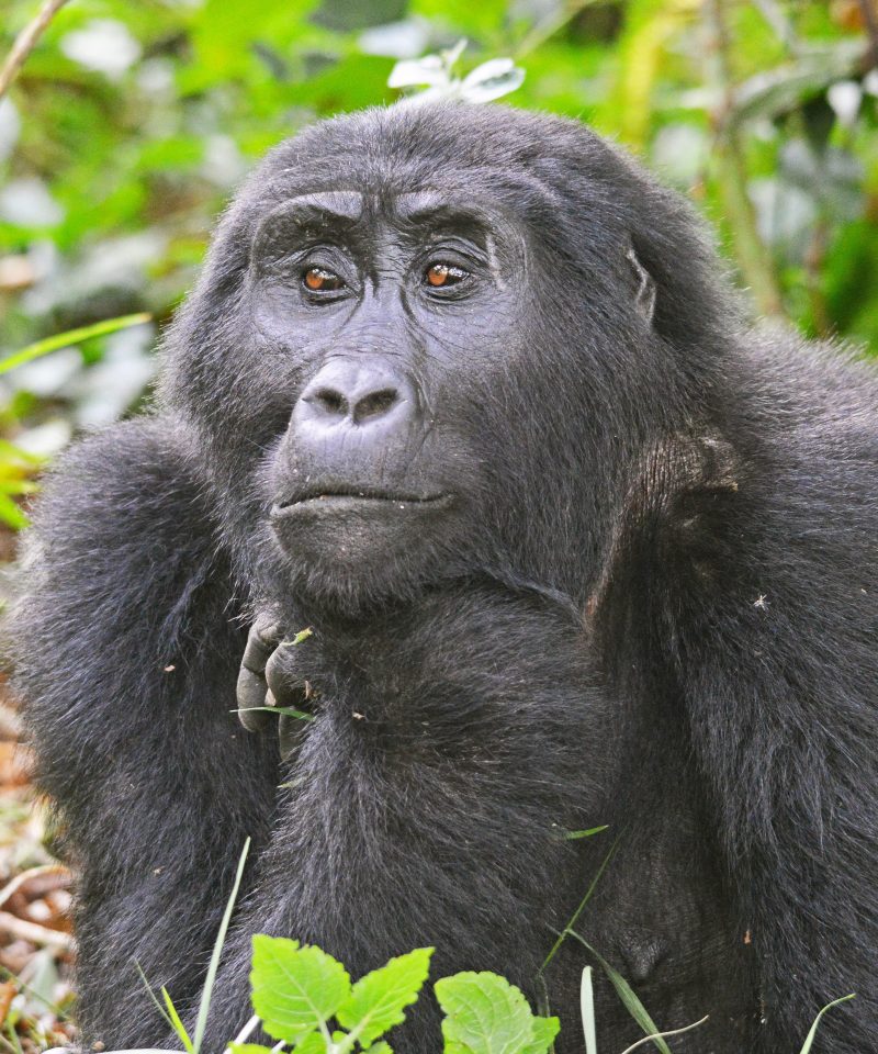 A 3-day gorilla trekking in Bwindi and Lake Bunyonyi